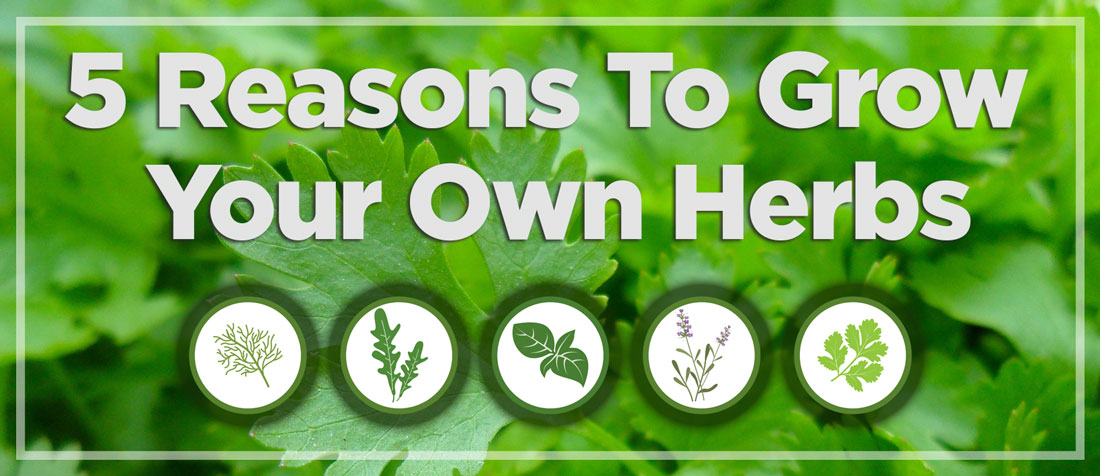 5 Reasons why you should Grow your own Herbs – Amazing Herb Garden