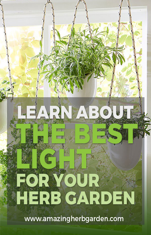 The best light for herb garden - course beginning herb gardeners- part 3