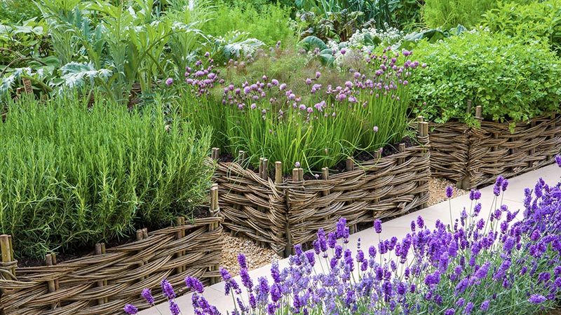 herb garden in the sun